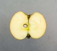 Kgl. Kortstilk æble 